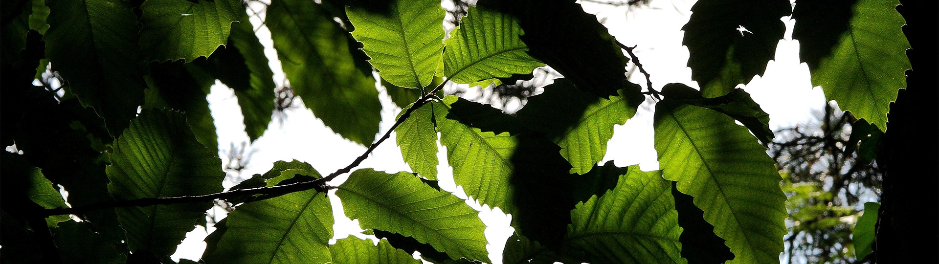 Sunlight through leaves