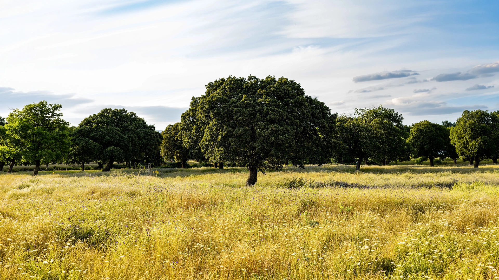 Beautiful Green Trees In A Grassy Field During Daytime